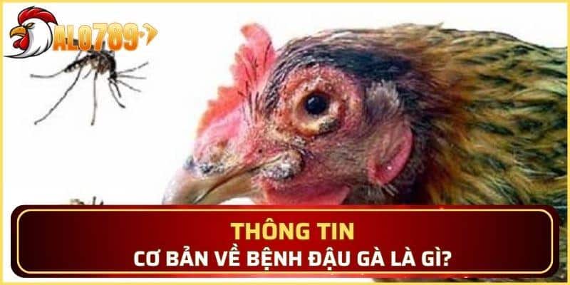 Tìm hiểu bệnh đậu gà là dịch gì?