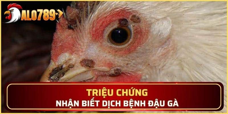Tìm hiểu dấu hiệu nhận biết dịch đậu mùa ở gà