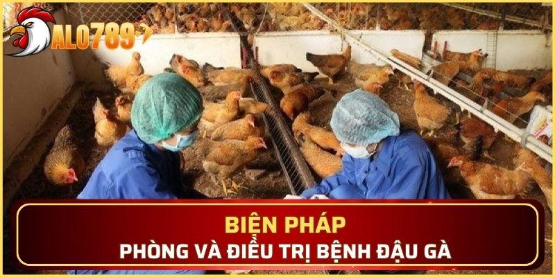 Cách phòng và điều trị dịch đậu mùa ở gà