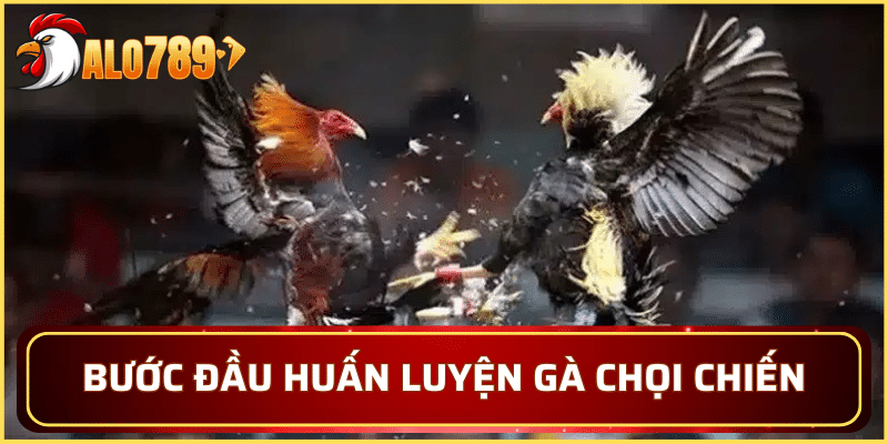Bước đầu tiên khi thực hiện huấn luyện gà chọi chiến