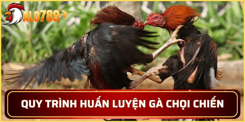 Quy trình huấn luyện gà chọi chiến chuẩn xác