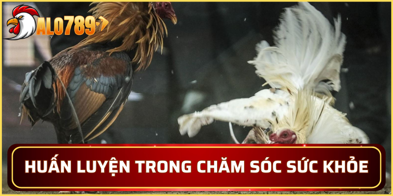 Huấn luyện gà chọi chiến trong việc chăm sóc sức khỏe