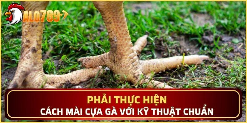 Phải thực hiện cách mài cựa gà với kỹ năng chuẩn