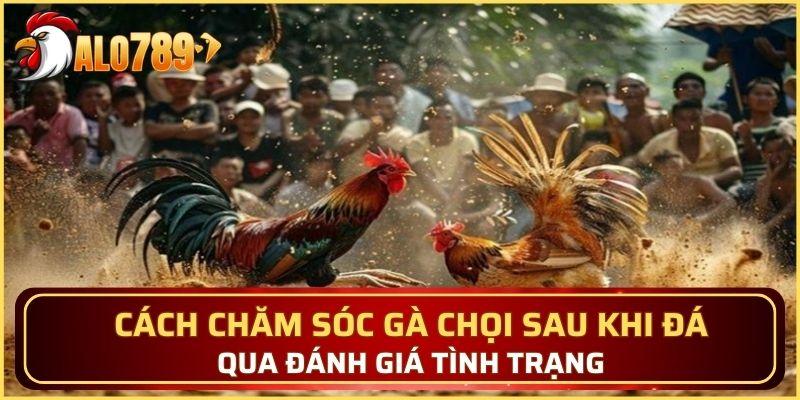 Cách chăm sóc gà chọi sau khi đá qua đánh giá tình trạng