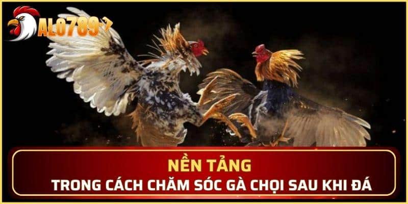 Nền tảng trong cách chăm sóc gà chọi sau khi đá