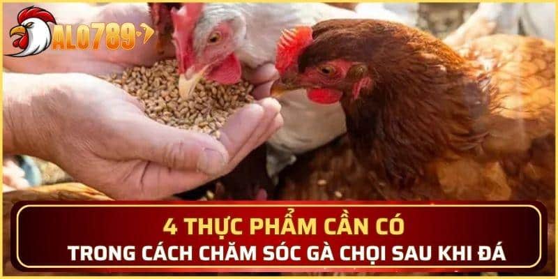 4 thực phẩm cần có trong cách chăm sóc gà chọi sau khi đá