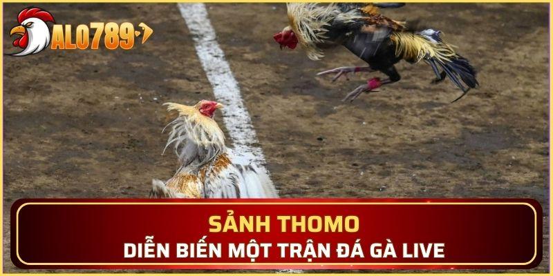 Diễn biến một trận đá gà tại sảnh Thomo