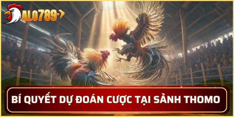 Bí quyết dự đoán cược tại sảnh Thomo