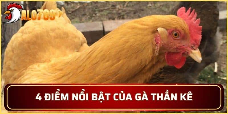 4 điểm nổi bật của gà Thần Kê