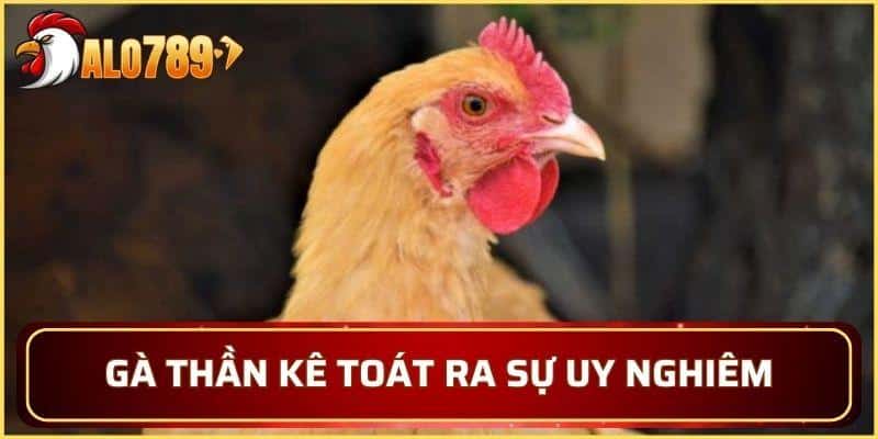 Gà Thần Kê toát ra sự uy nghiêm