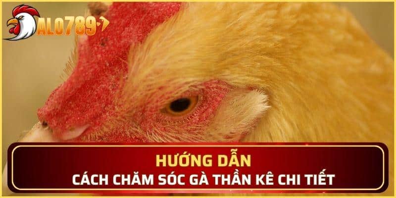 Hướng dẫn cách chăm sóc gà Thần Kê