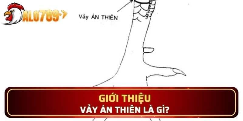 Quan sát kỹ chân gà để nhận diện vảy