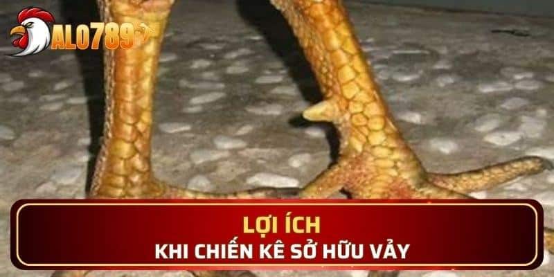 Vảy gà án thiên được biết đến với giá thành đắt đỏ