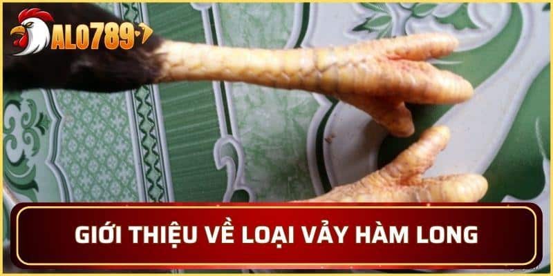 Giới thiệu sơ lược về loại vảy đặc biệt Hàm Long
