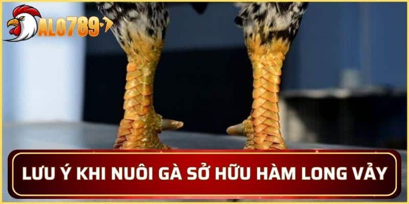 Lưu ý quan trọng khi nuôi gà sở hữu Hàm Long vảy