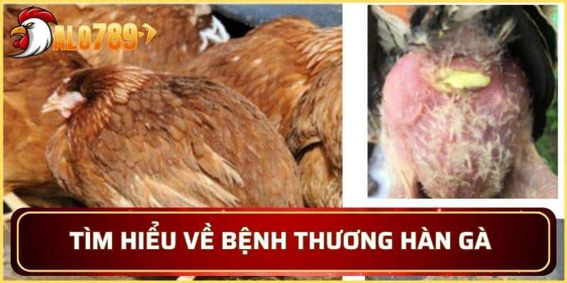 Tìm hiểu về bệnh thương hàn gà