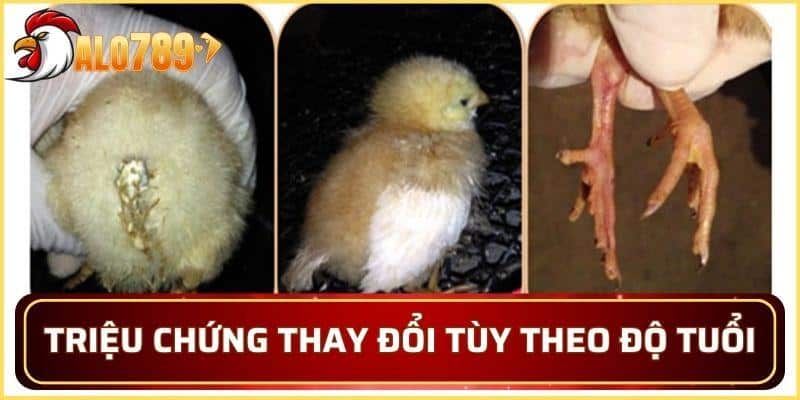 Triệu chứng của bệnh thương hàn gà thay đổi tùy theo độ tuổi