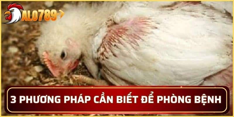 3 phương pháp cần biết để phòng bệnh thương hàn gà